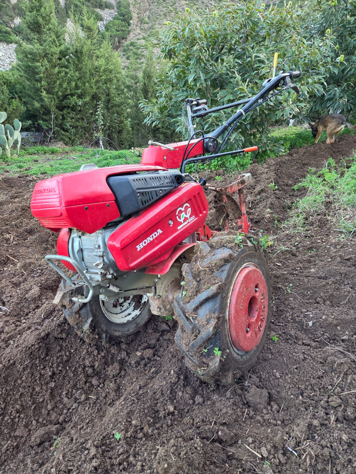 Motoculteur Honda F660 au Maroc – vue générale